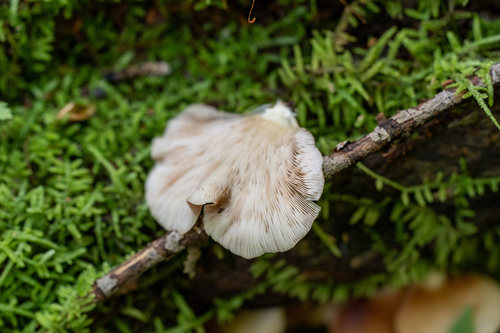 Crepidotus applanatus (Photo 2 of 4)