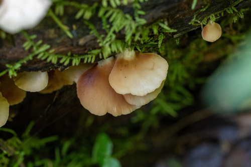Crepidotus applanatus (Photo 3 of 4)
