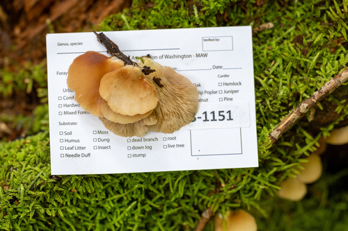 Crepidotus applanatus (Photo 4 of 4)