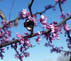 Psychomorpha epimenis