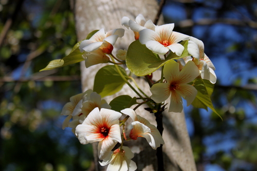 Vernicia fordii (Hemsl.) Airy Shaw