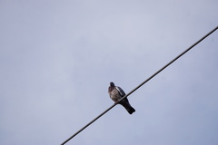 Columba palumbus