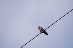 Columba palumbus