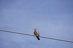 Columba palumbus