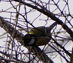 Parus major