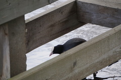 Fulica atra