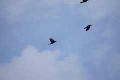 Corvus frugilegus