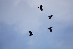 Corvus frugilegus