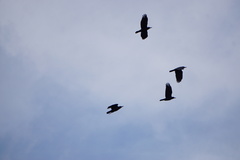 Corvus frugilegus