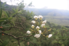Bowkeria verticillata