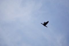 Phalacrocorax carbo