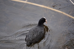 Fulica atra