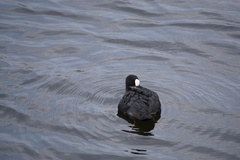 Fulica atra