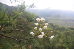 Bowkeria verticillata