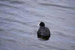 Fulica atra