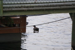 Gallinula chloropus
