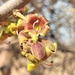 Common Star-Chestnut - Photo (c) Mashudu, some rights reserved (CC BY-NC), uploaded by Mashudu