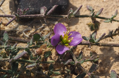 Fagonia glutinosa