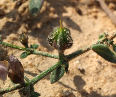 Fagonia glutinosa