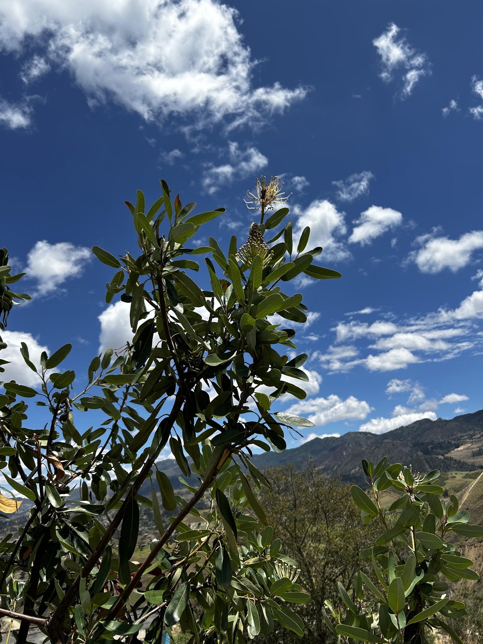 Oreocallis grandiflora image