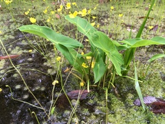 Peltandra sagittifolia