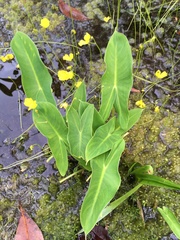 Peltandra sagittifolia