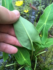 Peltandra sagittifolia