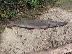 Atractosteus spatula