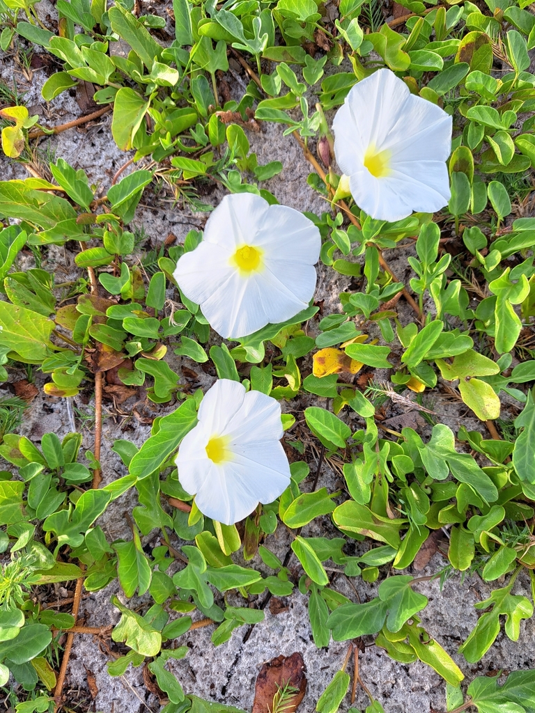 beach-morning-glory-from-harrison-county-us-ms-us-on-september-4