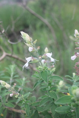 Syncolostemon stenophyllus