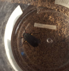 Acraephia perspicillata