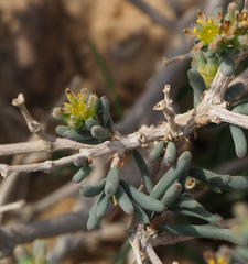 Gymnocarpos decander