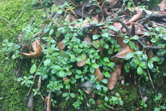 Peperomia retusa