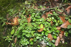 Peperomia retusa