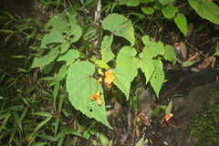 Begonia sutherlandii