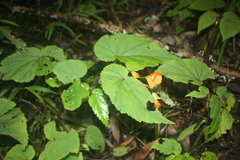 Begonia sutherlandii