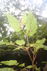 Begonia sutherlandii