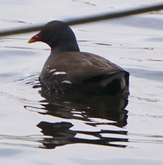 Gallinula chloropus