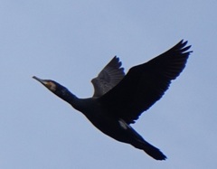 Phalacrocorax carbo