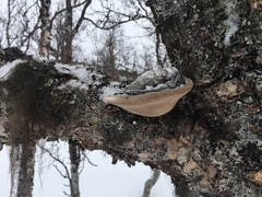 Phellinus cinereus