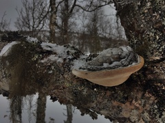 Phellinus cinereus