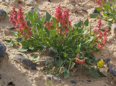 Rumex cyprius