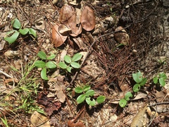 Tephrosia chrysophylla