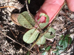 Tephrosia chrysophylla