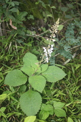 Plectranthus grallatus