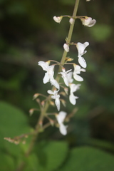 Plectranthus grallatus