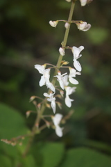 Plectranthus grallatus