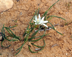 Ornithogalum trichophyllum