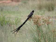Euplectes progne