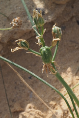 Ornithogalum trichophyllum